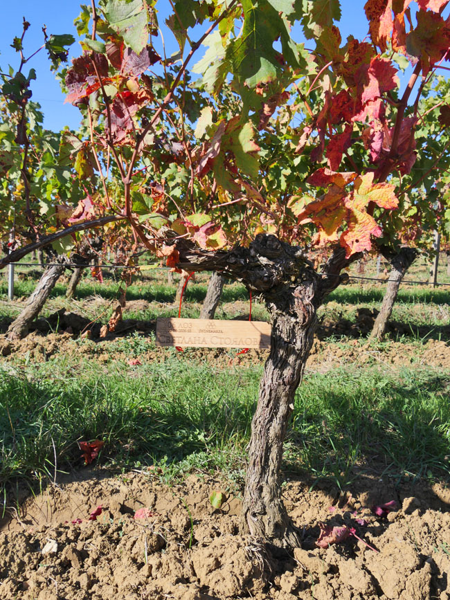 Виноградник на урожай